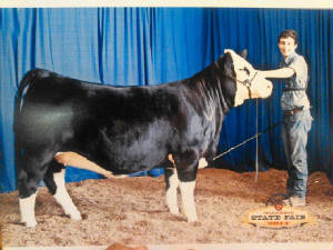 webassets/ReserveGrandChampionJRShowsimmentalheifer2014TNstatefair.jpg